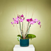 Orchid Arrangement/ Single Orchid